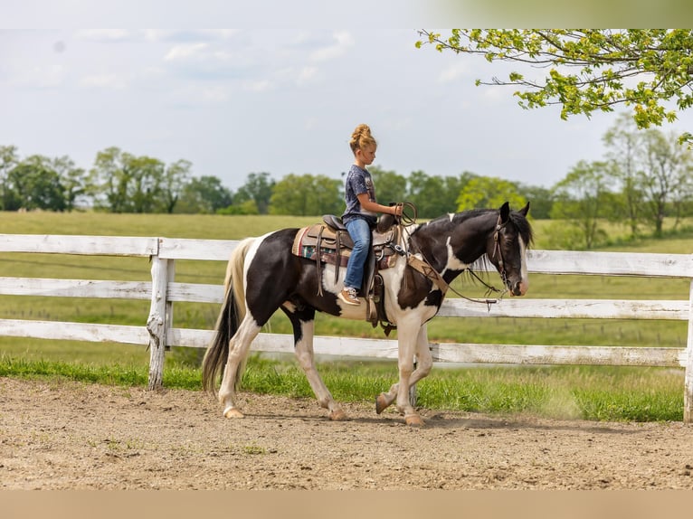 Fox trotter de Missouri Caballo castrado 10 años 155 cm Tobiano-todas las-capas in Ewing KY