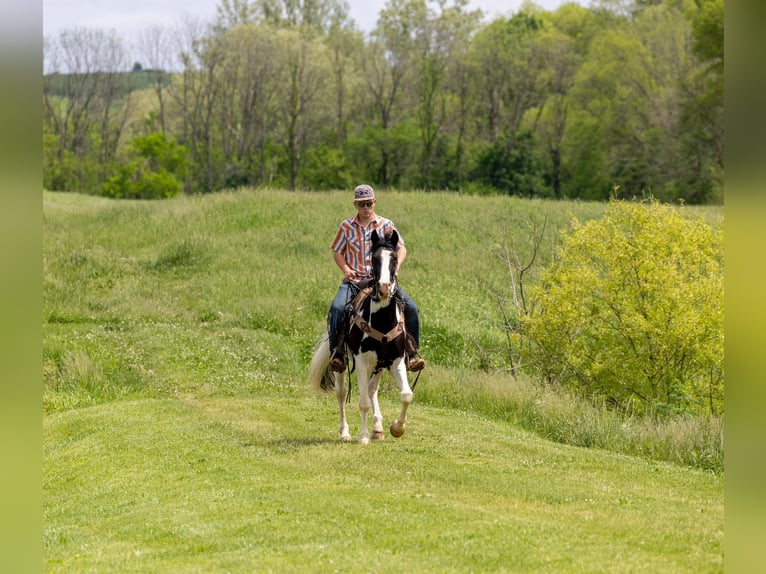 Fox trotter de Missouri Caballo castrado 10 años 155 cm Tobiano-todas las-capas in Ewing KY