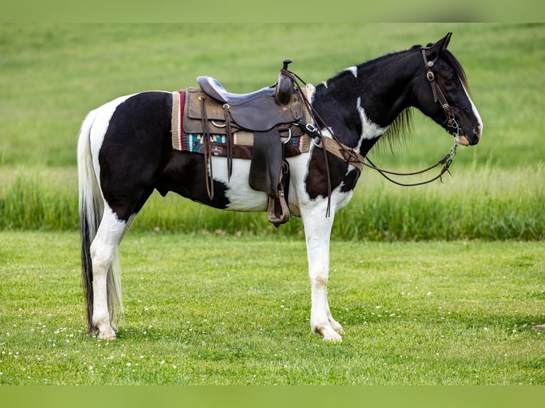 Fox trotter de Missouri Caballo castrado 10 años 155 cm Tobiano-todas las-capas in Ewing KY