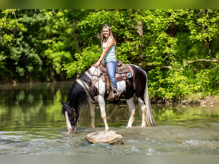 Fox trotter de Missouri Caballo castrado 10 años 155 cm Tobiano-todas las-capas in Ewing KY