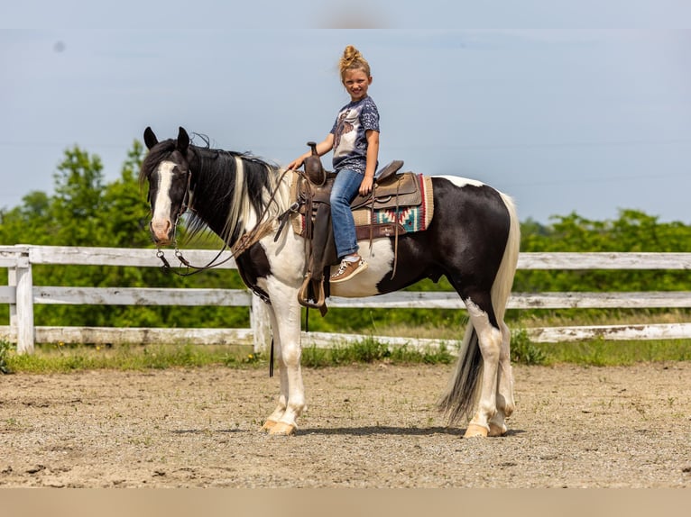 Fox trotter de Missouri Caballo castrado 10 años 155 cm Tobiano-todas las-capas in Ewing KY