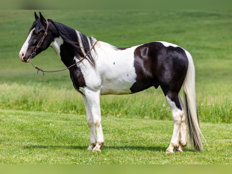 Fox trotter de Missouri Caballo castrado 10 años 155 cm Tobiano-todas las-capas in Ewing KY