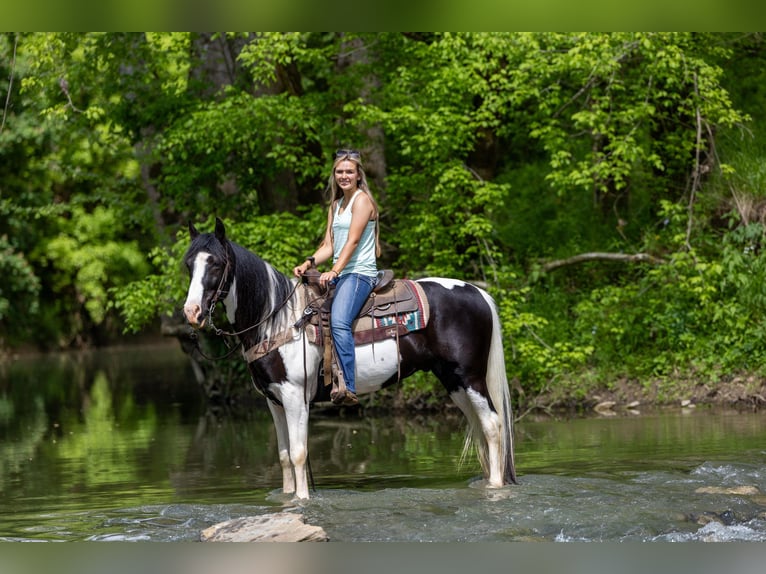 Fox trotter de Missouri Caballo castrado 10 años 155 cm Tobiano-todas las-capas in Ewing KY