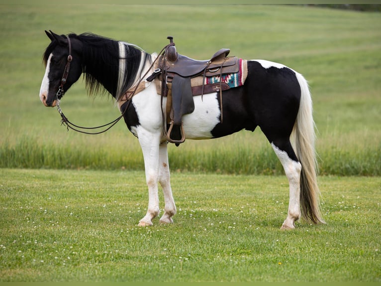 Fox trotter de Missouri Caballo castrado 10 años 155 cm Tobiano-todas las-capas in Ewing KY