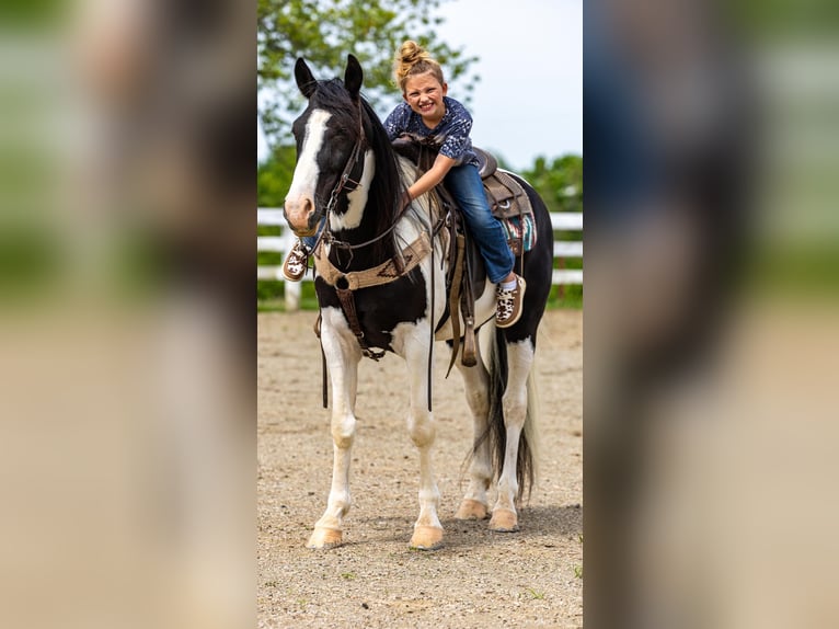 Fox trotter de Missouri Caballo castrado 10 años 155 cm Tobiano-todas las-capas in Ewing KY