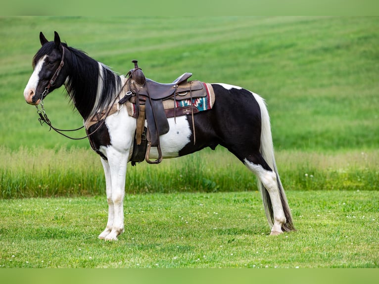 Fox trotter de Missouri Caballo castrado 10 años 155 cm Tobiano-todas las-capas in Ewing KY