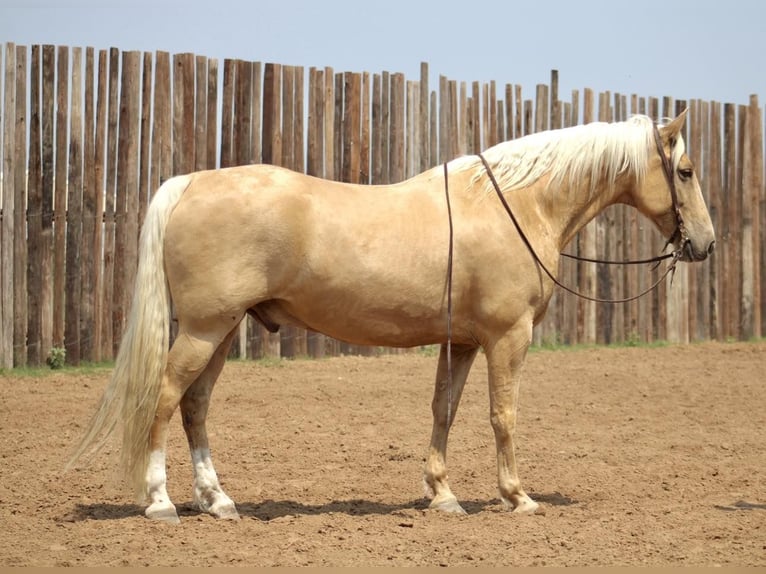 Fox trotter de Missouri Caballo castrado 10 años 157 cm Palomino in MOrgan Mill TX