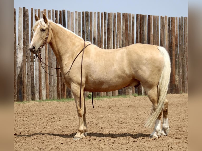 Fox trotter de Missouri Caballo castrado 10 años 157 cm Palomino in MOrgan Mill TX