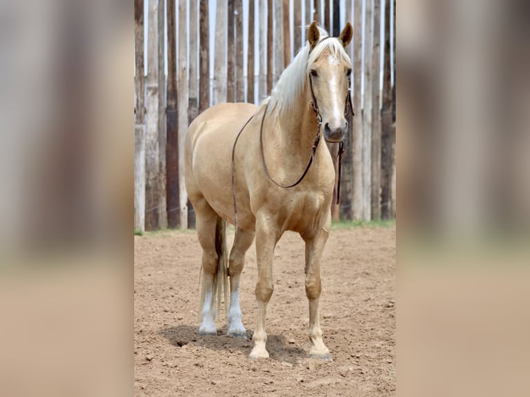 Fox trotter de Missouri Caballo castrado 10 años 157 cm Palomino in MOrgan Mill TX