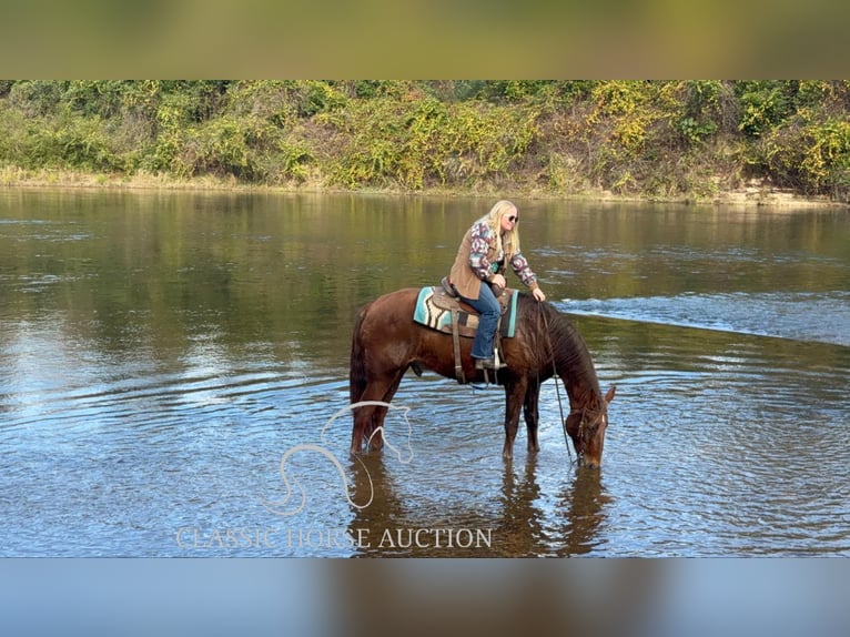 Fox trotter de Missouri Caballo castrado 10 años 163 cm Alazán rojizo in Kentwood, LA