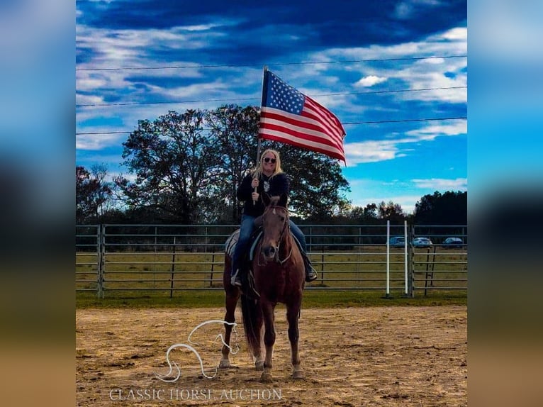 Fox trotter de Missouri Caballo castrado 10 años 163 cm Alazán rojizo in Kentwood, LA