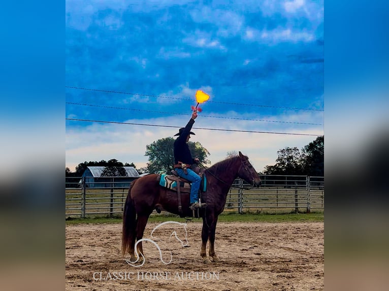 Fox trotter de Missouri Caballo castrado 10 años 163 cm Alazán rojizo in Kentwood, LA