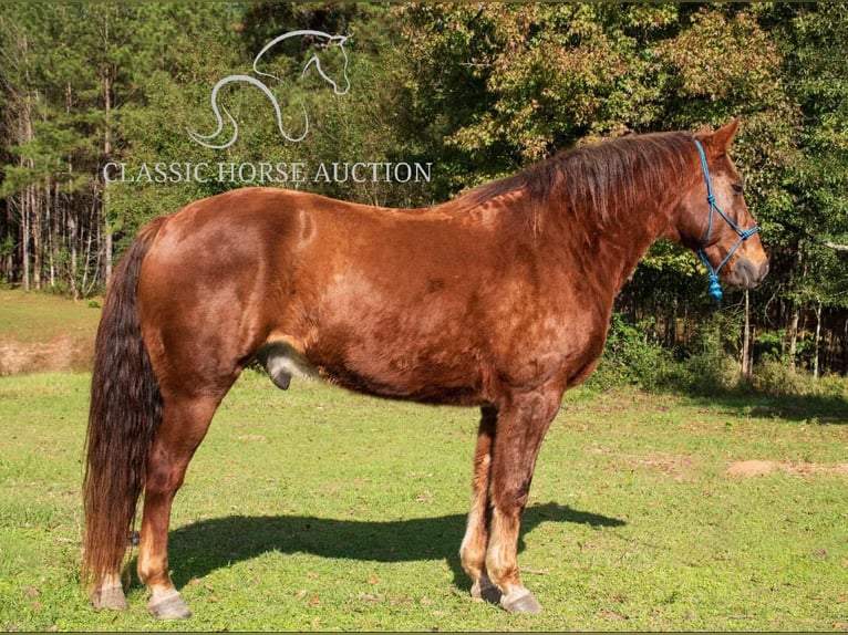 Fox trotter de Missouri Caballo castrado 10 años 163 cm Alazán rojizo in Kentwood, LA