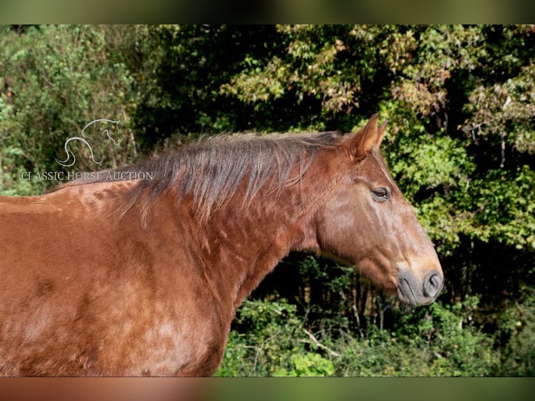 Fox trotter de Missouri Caballo castrado 10 años 163 cm Alazán rojizo in Kentwood, LA