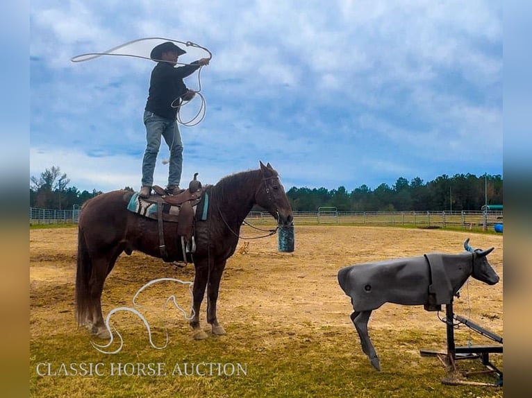 Fox trotter de Missouri Caballo castrado 10 años 163 cm Alazán rojizo in Kentwood, LA