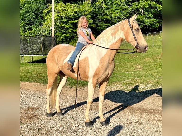 Fox trotter de Missouri Caballo castrado 10 años 168 cm Tobiano-todas las-capas in West Liberty Ky