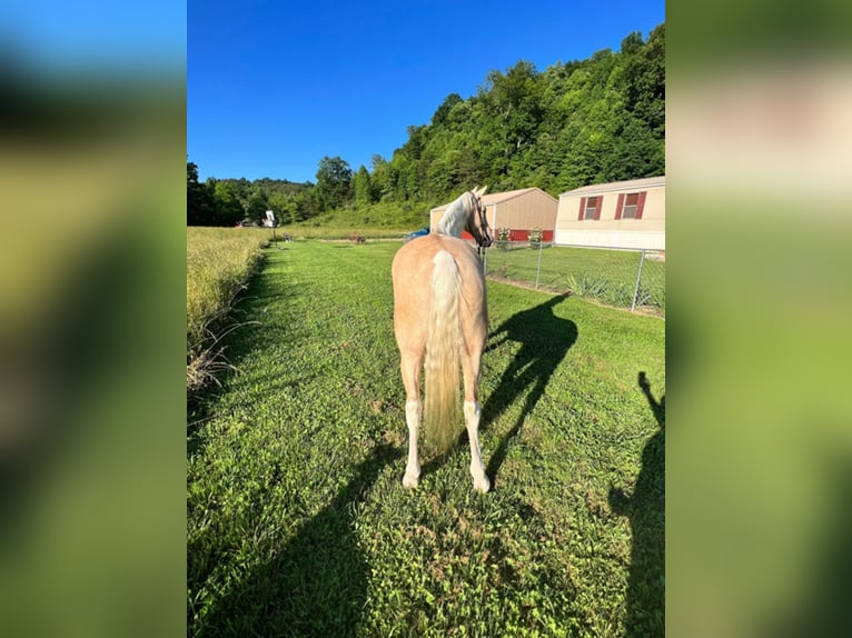 Fox trotter de Missouri Caballo castrado 10 años 168 cm Tobiano-todas las-capas in West Liberty Ky