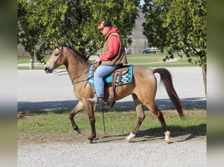 Fox trotter de Missouri Caballo castrado 10 años Buckskin/Bayo in Mt Vernon, KY