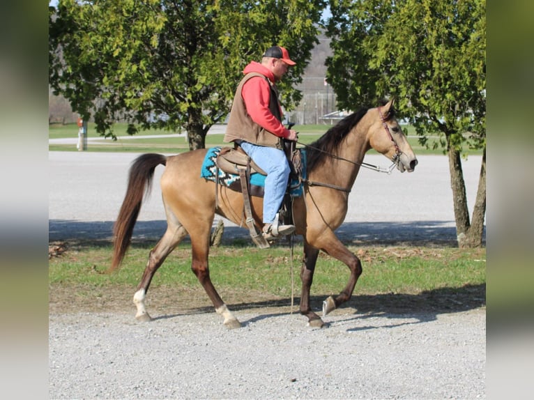 Fox trotter de Missouri Caballo castrado 10 años Buckskin/Bayo in Mt Vernon, KY