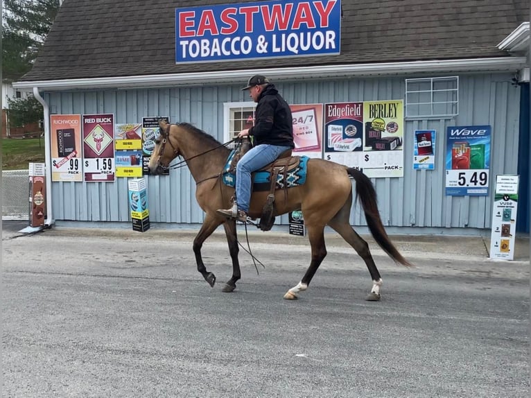 Fox trotter de Missouri Caballo castrado 10 años Buckskin/Bayo in Mt Vernon, KY