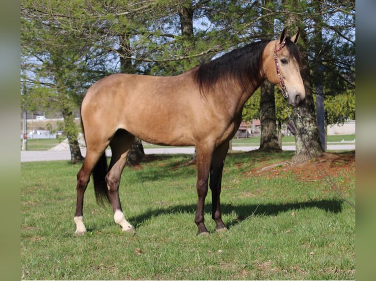 Fox trotter de Missouri Caballo castrado 10 años Buckskin/Bayo in Mt Vernon, KY