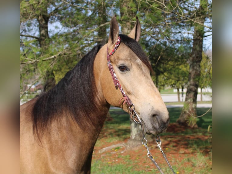 Fox trotter de Missouri Caballo castrado 10 años Buckskin/Bayo in Mt Vernon, KY