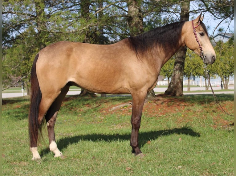 Fox trotter de Missouri Caballo castrado 10 años Buckskin/Bayo in Mt Vernon, KY