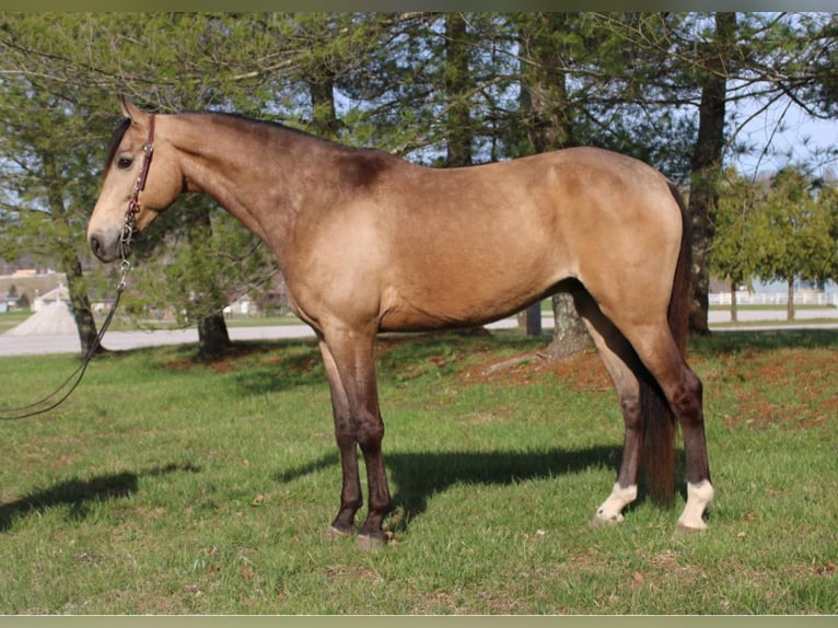 Fox trotter de Missouri Caballo castrado 10 años Buckskin/Bayo in Mt Vernon, KY