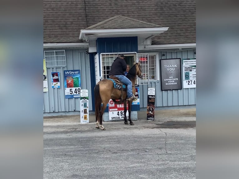 Fox trotter de Missouri Caballo castrado 10 años Buckskin/Bayo in Mt Vernon, KY