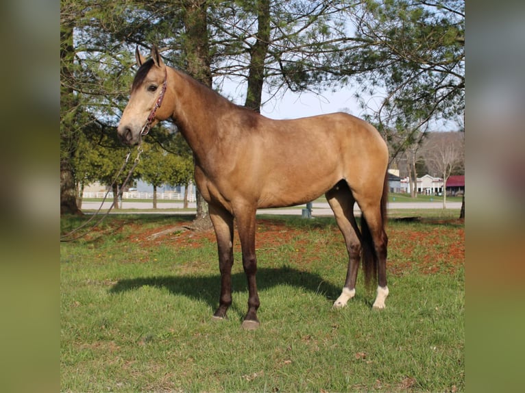 Fox trotter de Missouri Caballo castrado 10 años Buckskin/Bayo in Mt Vernon, KY