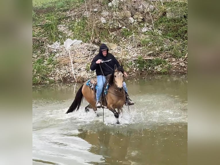 Fox trotter de Missouri Caballo castrado 10 años Buckskin/Bayo in Mt Vernon, KY