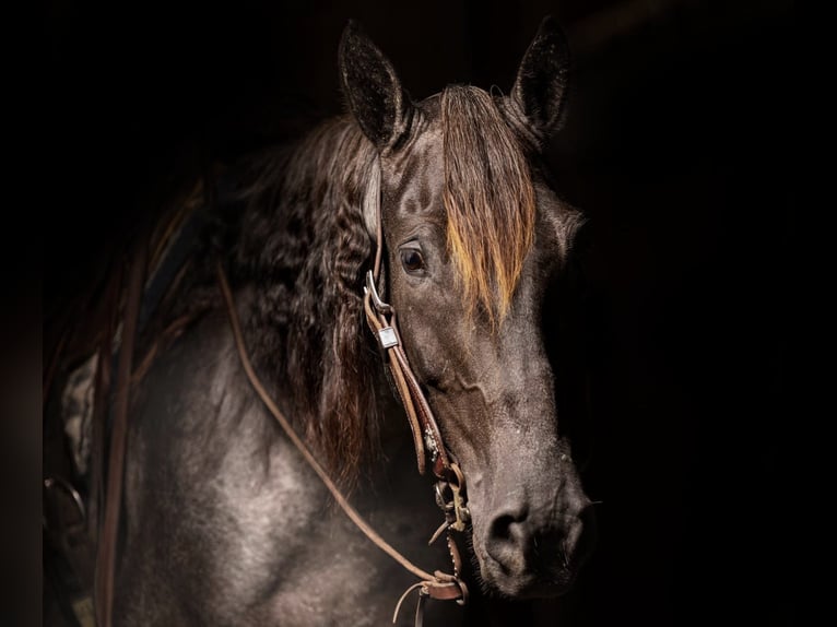 Fox trotter de Missouri Caballo castrado 10 años Ruano azulado in Everett PA