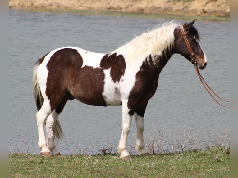 Fox trotter de Missouri Caballo castrado 10 años Tobiano-todas las-capas in Whitley City, KY