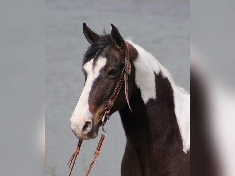 Fox trotter de Missouri Caballo castrado 10 años Tobiano-todas las-capas in Whitley City, KY