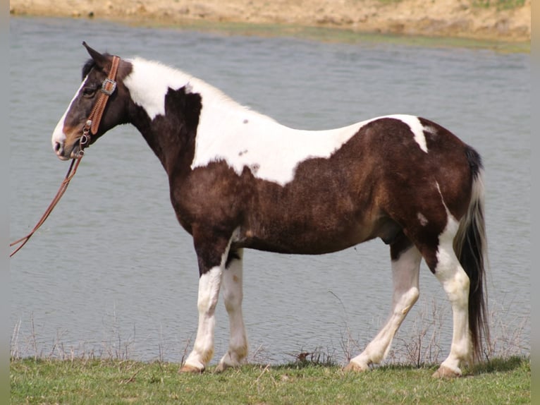 Fox trotter de Missouri Caballo castrado 10 años Tobiano-todas las-capas in Whitley City, KY