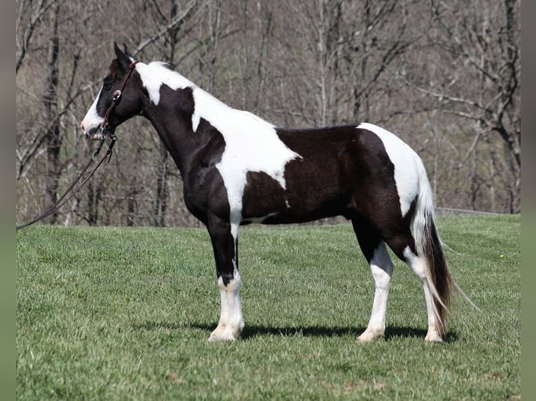 Fox trotter de Missouri Caballo castrado 11 años 145 cm Tobiano-todas las-capas in Parkers Lake KY