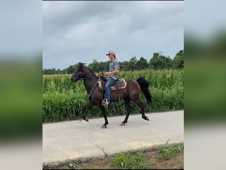 Fox trotter de Missouri Caballo castrado 11 años 150 cm Negro in Salyersville