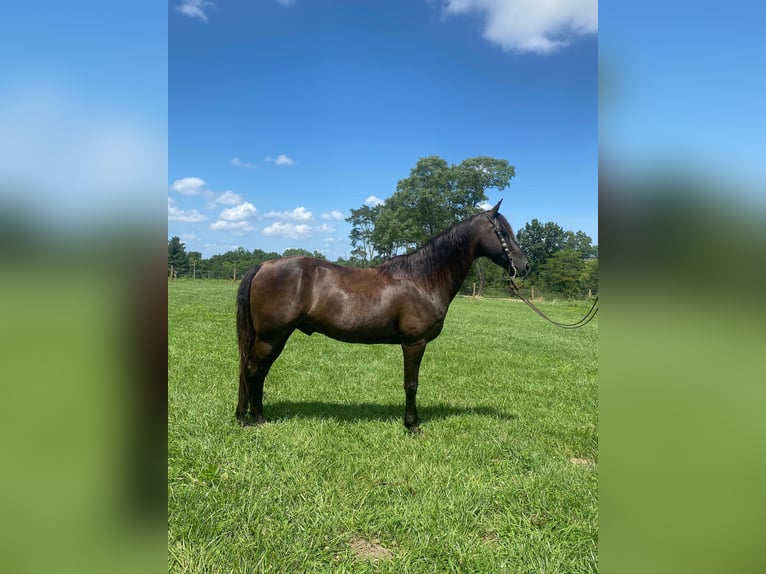 Fox trotter de Missouri Caballo castrado 11 años 150 cm Negro in Salyersville