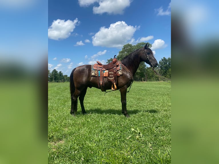 Fox trotter de Missouri Caballo castrado 11 años 150 cm Negro in Salyersville