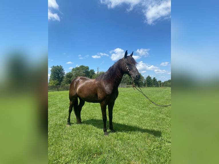 Fox trotter de Missouri Caballo castrado 11 años 150 cm Negro in Salyersville