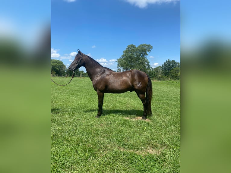 Fox trotter de Missouri Caballo castrado 11 años 150 cm Negro in Salyersville