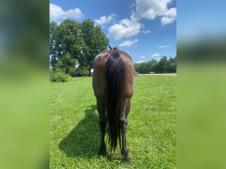 Fox trotter de Missouri Caballo castrado 11 años 150 cm Negro in Salyersville