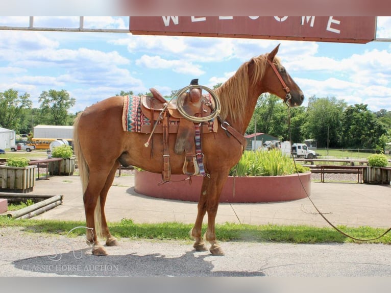 Fox trotter de Missouri Caballo castrado 11 años 152 cm Alazán rojizo in Willow Springs, MO