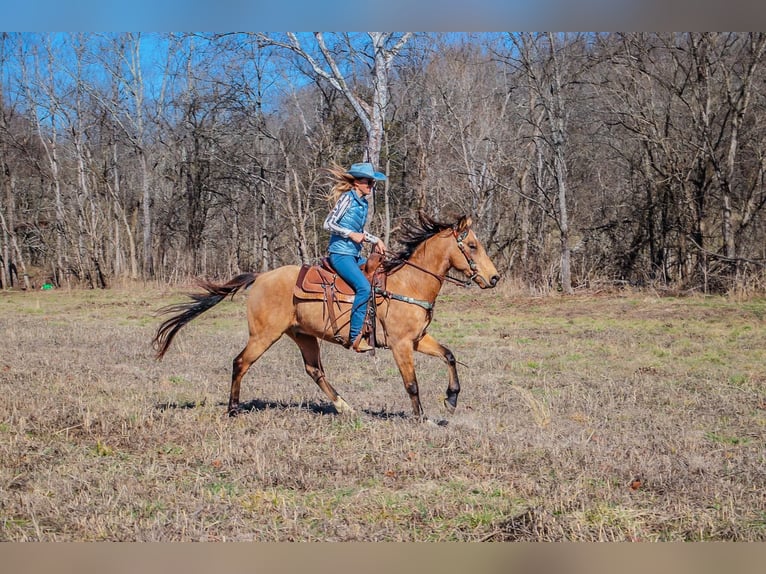 Fox trotter de Missouri Caballo castrado 11 años 152 cm Buckskin/Bayo in Hillsboro KY