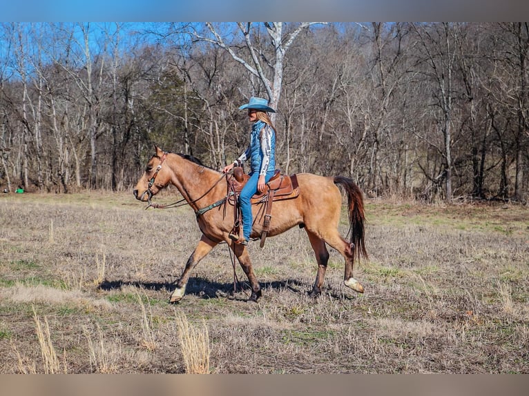 Fox trotter de Missouri Caballo castrado 11 años 152 cm Buckskin/Bayo in Hillsboro KY