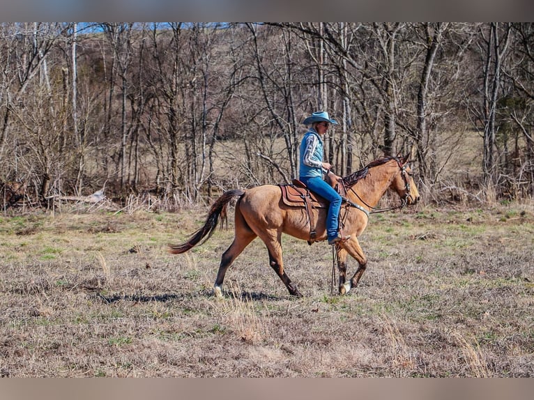 Fox trotter de Missouri Caballo castrado 11 años 152 cm Buckskin/Bayo in Hillsboro KY