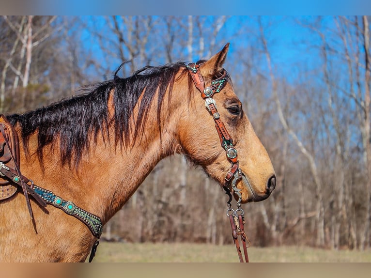 Fox trotter de Missouri Caballo castrado 11 años 152 cm Buckskin/Bayo in Hillsboro KY