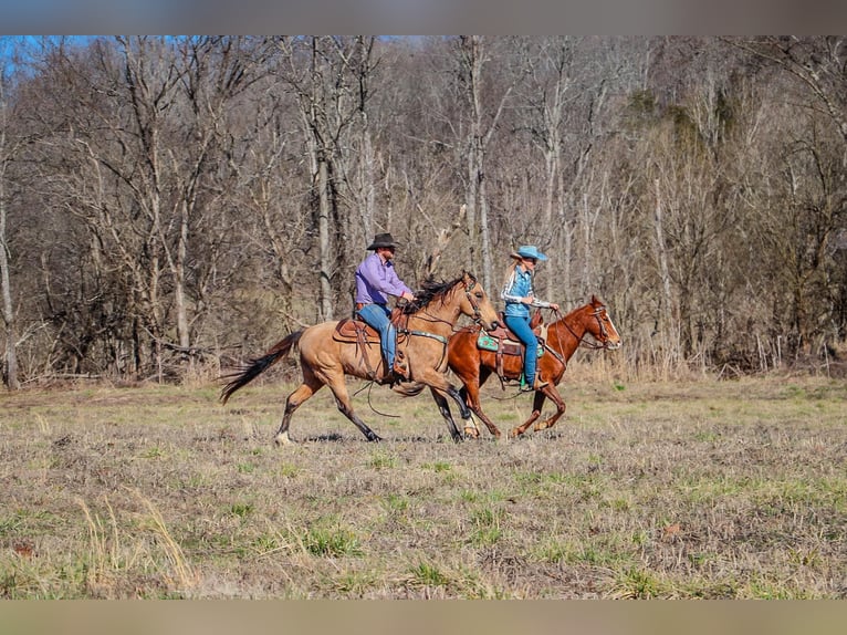 Fox trotter de Missouri Caballo castrado 11 años 152 cm Buckskin/Bayo in Hillsboro KY