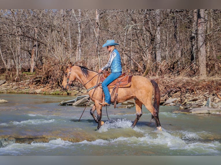 Fox trotter de Missouri Caballo castrado 11 años 152 cm Buckskin/Bayo in Hillsboro KY