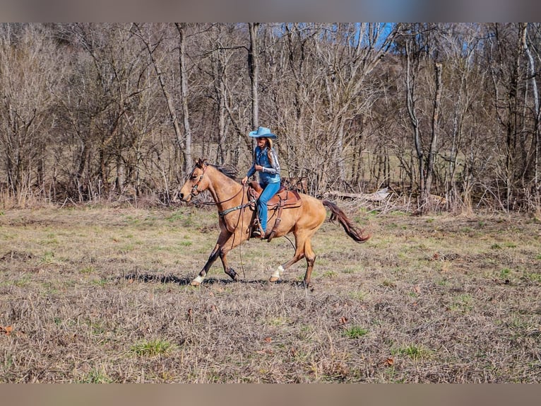 Fox trotter de Missouri Caballo castrado 11 años 152 cm Buckskin/Bayo in Hillsboro KY